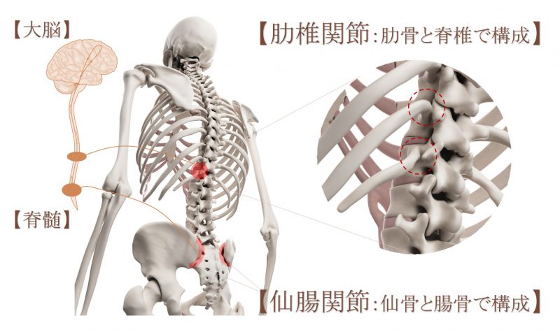 関節に対するAKA治療で最も重要な肋椎関節と仙腸関節のイラスト